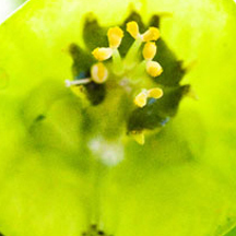 智能错误处理的网站攻击工具手机版